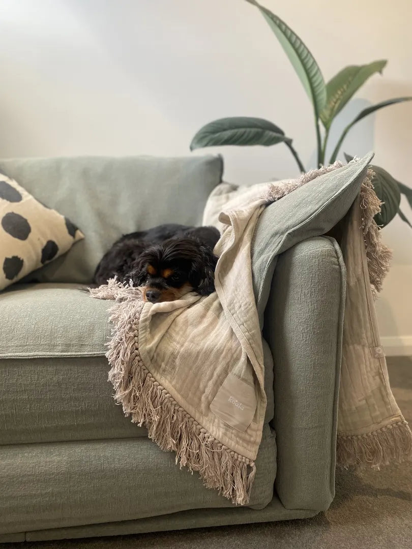 A light green sofa with a black Cavalier King Charles Spaniel resting on a beige fringed blanket, next to a green plant.